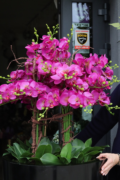 Black Grande Fuscia, storczyk silikonowy w donicy fiberglass