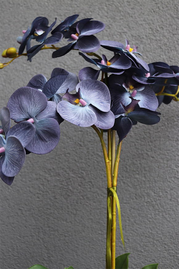 Bluenista, wysoki granatowy storczyk, wys.69cm 