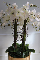 Golderia Side 2, elegancki storczyk podłogowy w złotej donicy, wys.130cm 