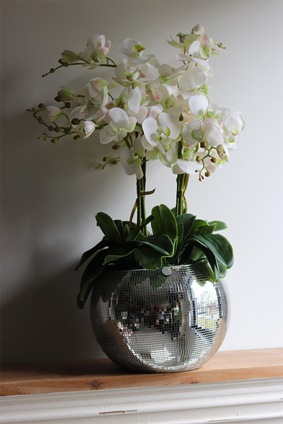 gumowy storczyk Explosion, Silver Ball Minty