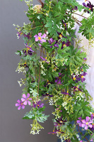 Magrerytki Fiolet, girlanda dekoracja kwiatowa