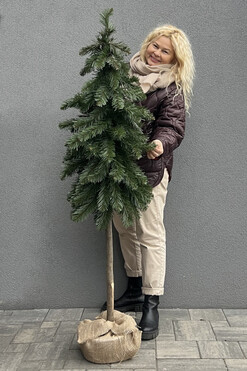 Christmas Pines C, dekoracyjna choinka sztuczna w jucie, wys.165cm
