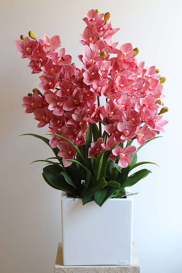 Cymbydium Pink Fiberglass, gumowy storczyk w donicy