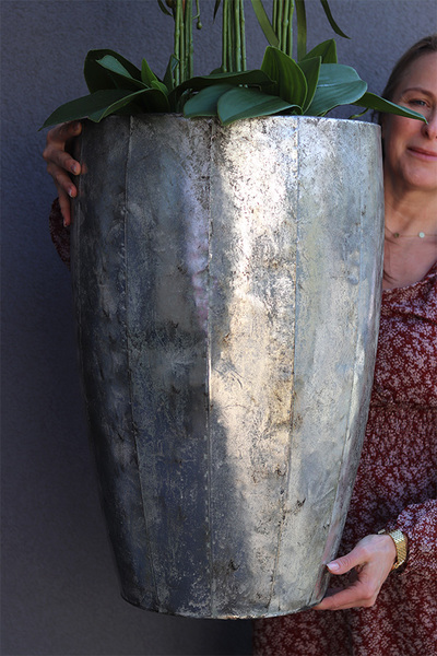 bardzo elegancki storczyk Srebrna Bajka