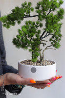 Bonsai Hikari, sztuczne drzewko w ceramicznej misie