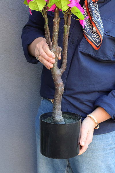 Bugenwilla, sztuczna roślina w doniczce