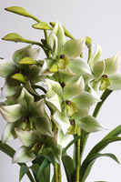 Harlow Eclipse, gumowy storczyk w donicy