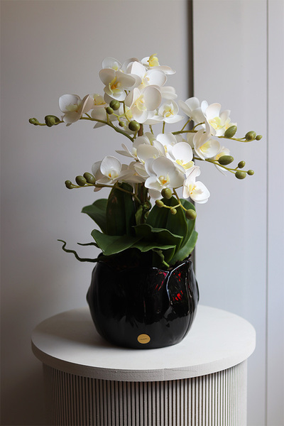 Tulippa Black, storczyk w donicy w kształcie kwiatu