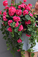 kwiaty w wiszącej donicy