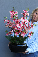 Piano Pink Glamour, gumowy storczyk w doniczce