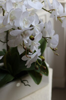 Banerra White&Cream, biały storczyk w prostokątnej donicy