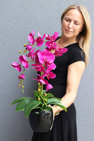 Fuksja Nemia, sztuczny storczyk w czarnej doniczce, wys.59cm  