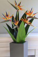 Strelicja Fiberlass, egzotyczna dekoracja podłogowa