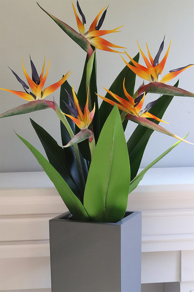 Strelicja Fiberlass, egzotyczna dekoracja podłogowa