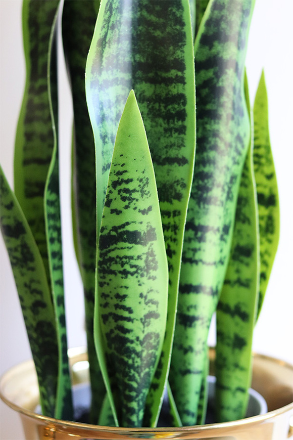 Sansewieria Gold Cooler, zielona dekoracja