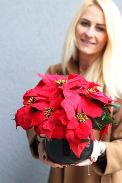 Gwiazda Betlejemska Czerń, wysokiej jakości sztuczna roślina, wys.30cm  