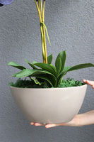 Bluenista, wysoki granatowy storczyk, wys.69cm 