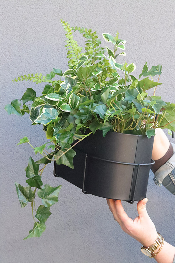 Bluszcz Modern, kompozycja roślinna w donicy na balkon