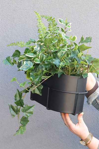 Bluszcz Modern, kompozycja roślinna w donicy na balkon