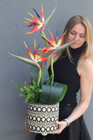 Strelicja Kolinda, kompozycja ze strelicją w donicy