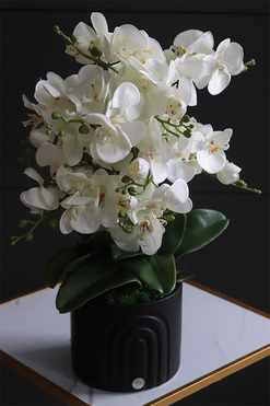 Black Moment, nowoczesny storczyk w czarnej osłonce, wys.56cm 