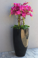 Grande Fiberglass Black Fuksja, efektowny storczyk w czarnej donicy, wys.139cm