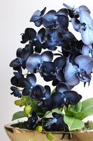  Laos Blueterre Gold, granatowy sztuczny storczyk w donicy