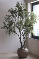 Oliwka Premium XXL, sztuczna roślina drzewko oliwne