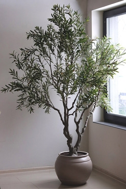 Oliwka Premium XXL, sztuczna roślina drzewko oliwne, wys.240cm