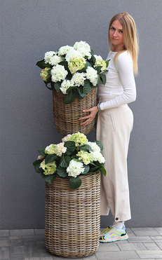 La France C, kompozycja z hortensji w koszu, kpl.2szt