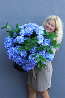 Hortensja Blue Saute, kwiaty we wkładzie do twojej donicy