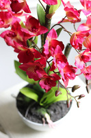 Malinovy, sztuczny storczyk w doniczce