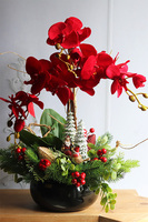 Gracja Winter Red, czerwony storczyk zimowy