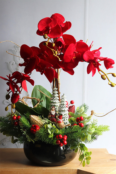 Gracja Winter Red, czerwony storczyk zimowy