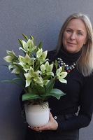 Harlow Green, gumowy storczyk w donicy