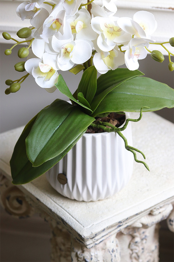 Evelinta, gumowy storczyk w białej donicy