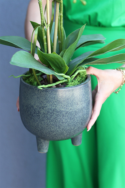 sztuczny storczyk w ceramicznej donicy, Paragwaj Nelista