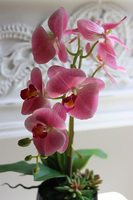 Różowa Pantera sztuczny gumowy storczyk z sukulentami