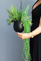 Black Longia, kompozycja sukulenty w Twojej wiszącej donicy, śr.33cm