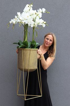 Goldisso Astretta, elegancki storczyk w donicy na trójnogu, wys.135cm