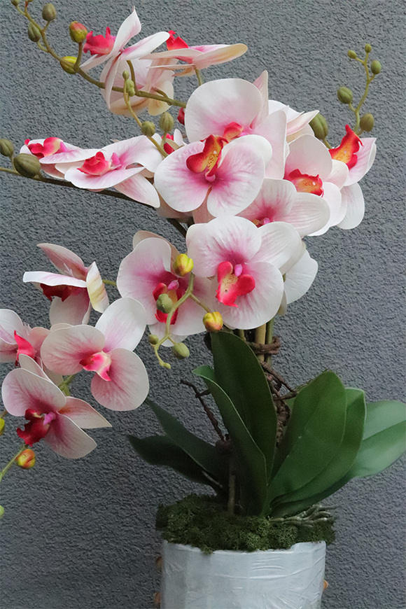 Pink Saute, gumowy storczyk w stretchu do Twojej donicy