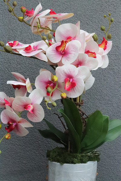 Pink Saute, gumowy storczyk w stretchu do Twojej donicy