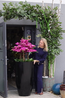 Black Grande Fuscia, storczyk silikonowy w donicy fiberglass