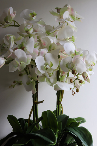 gumowy storczyk Explosion, Silver Ball Minty