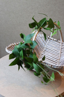 Barnabia Barwinek, dekorowany koszyczek wielkanocny