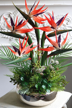 Strelicja Gold Pompadour, kompozycja w złotej donicy, wys.59cm