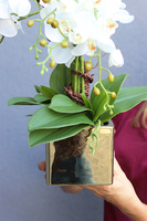 Złota Dolina, sztuczny storczyk w donicy kwadratowej duży, wys.55cm