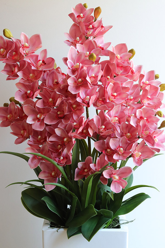 Cymbydium Pink Fiberglass, gumowy storczyk w donicy