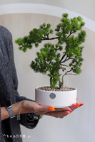 Bonsai Hikari, sztuczne drzewko w ceramicznej misie