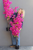 Bugenwilla, sztuczna roślina w doniczce